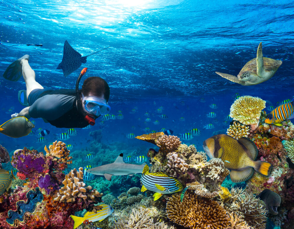 Snorkeler swimming alongside manta rays, turtles, and baby sharks in Raja Ampat.
