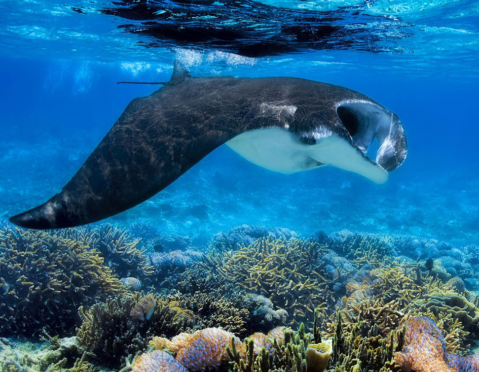 Oceanic manta ray swimming gracefully