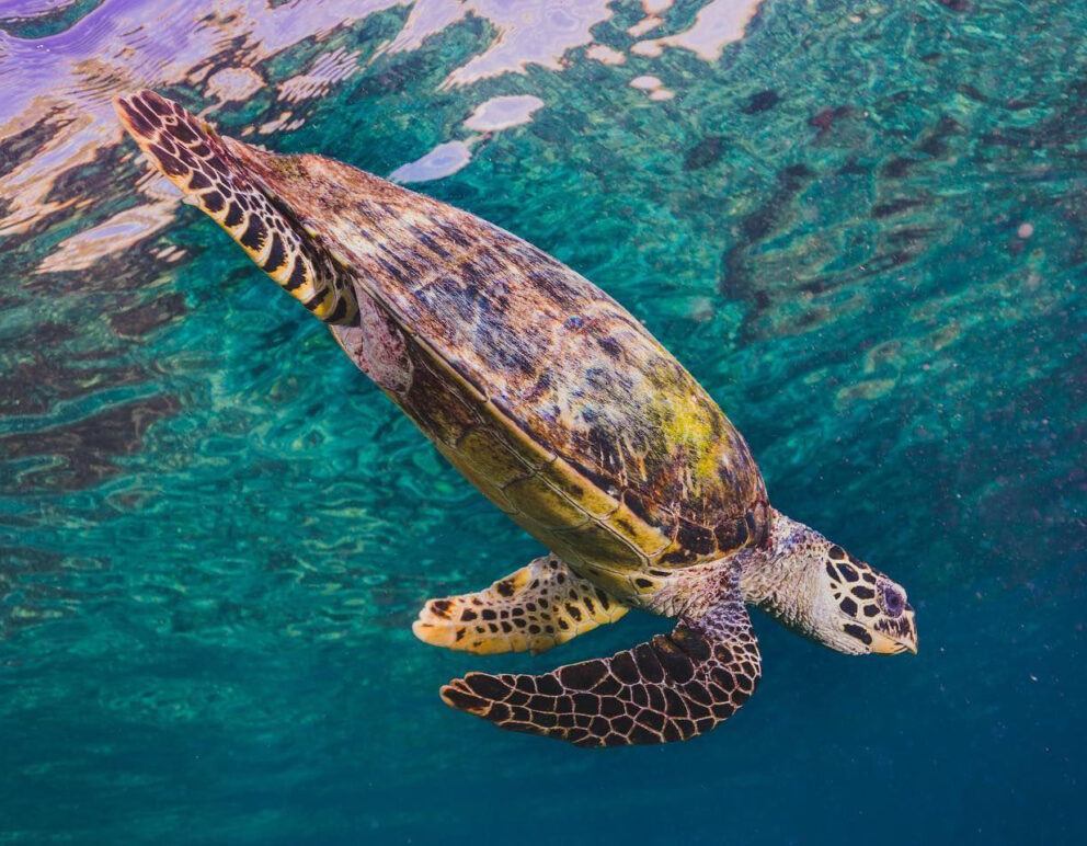 Sea turtle spotted while snorkeling in the crystal-clear waters of Raja Ampat