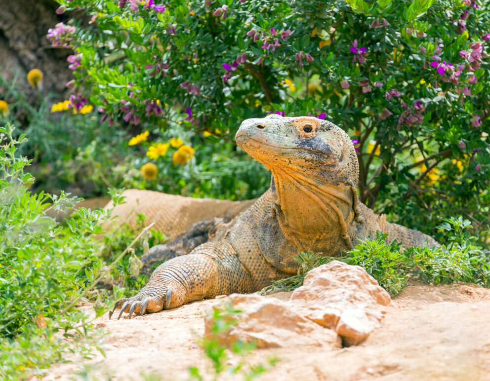 Komodo dragon walking in its natural habitat