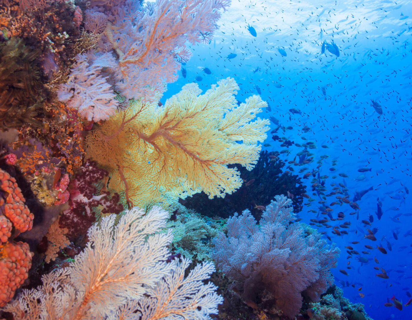 Colorful corals and small tropical fish underwater