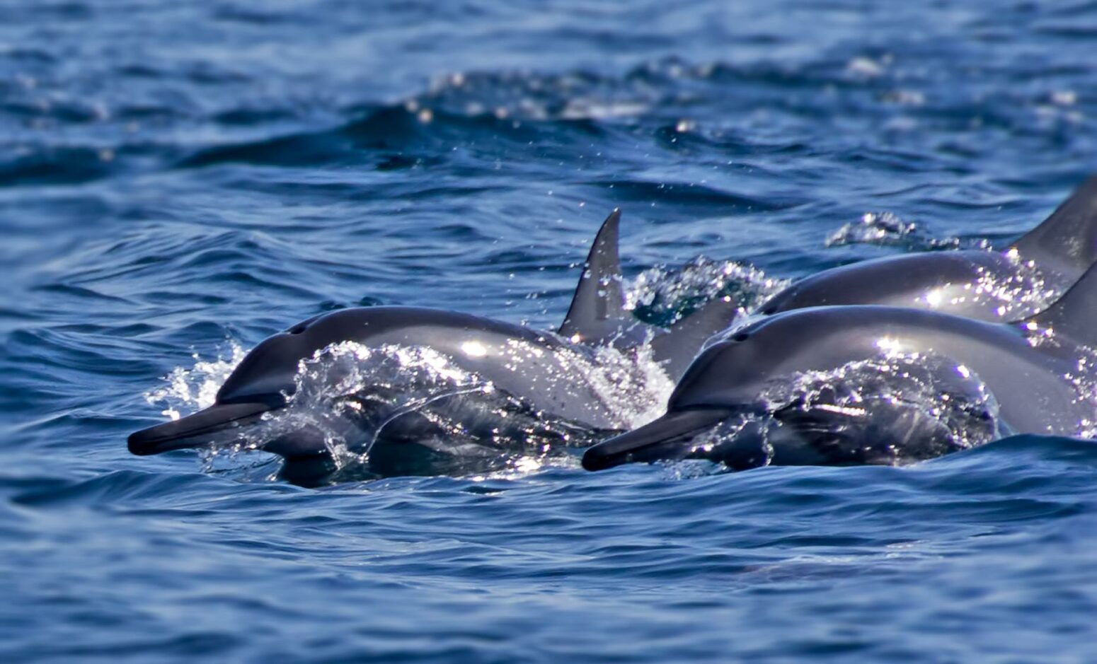 A group of dolphins swimming gracefully at the ocean surface, their sleek bodies glistening under the sunlight as they glide through blue waves.