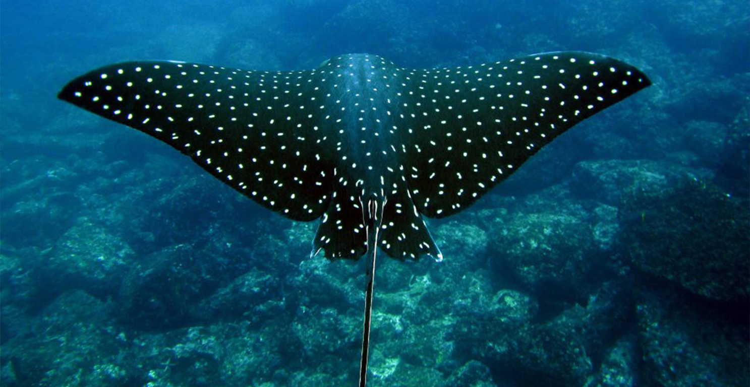 Manta Ray in Costa Rica