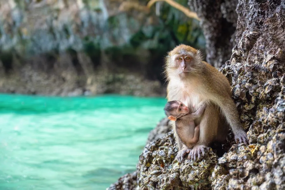 Monkey with baby monkey in Thailand