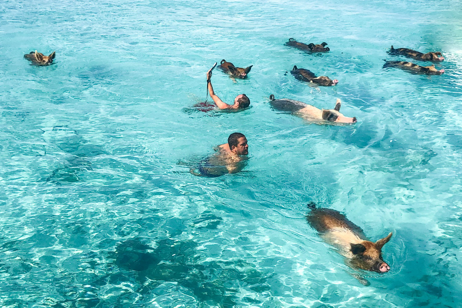 Swimming with the friendly pigs at Pig Beach, one of the most iconic experiences in the Bahamas