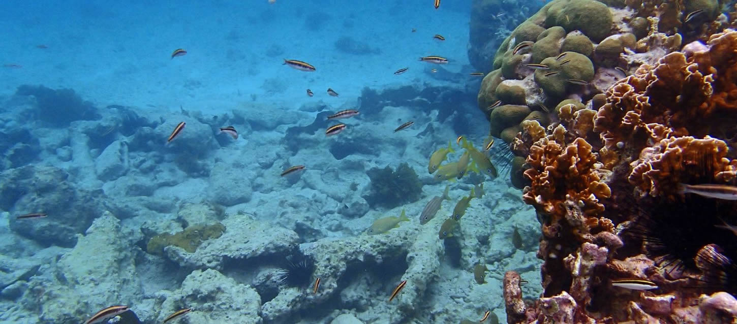 An underwater photograph of a coral reef with various coral formations and numerous small fish swimming in the clear blue water.