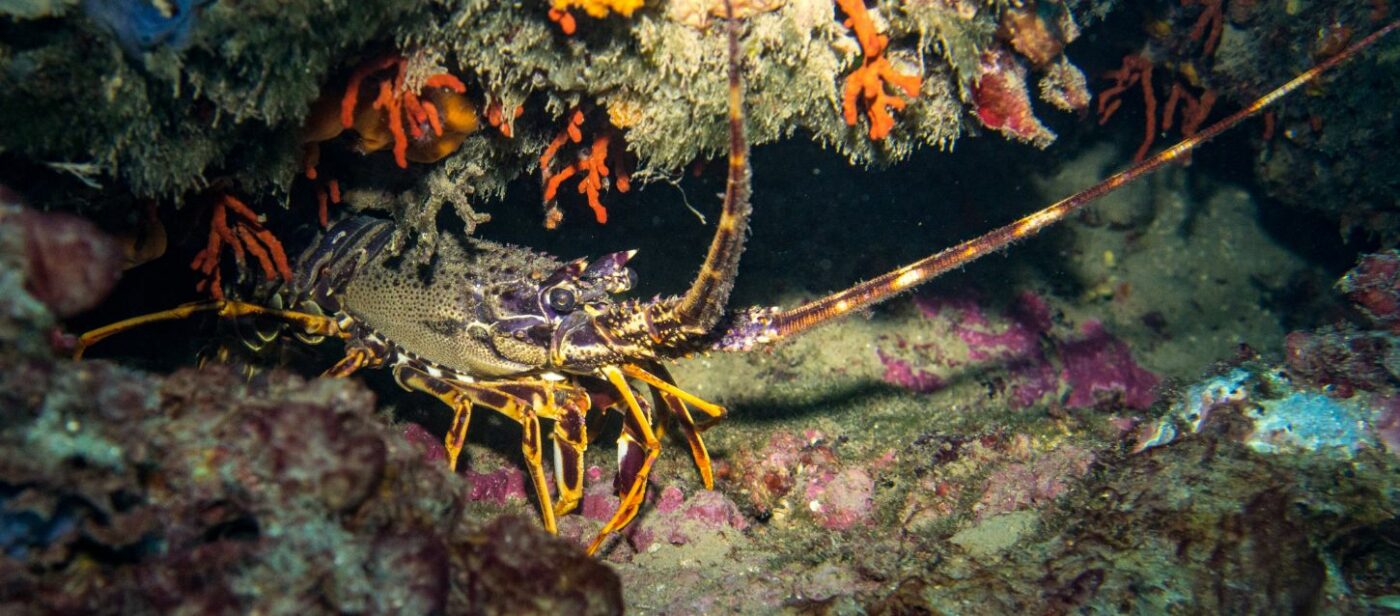 Close-up of a spiny lobster hiding among colorful coral and rocks in the Grotta dei Gamberi cave near Camogli, Italy.