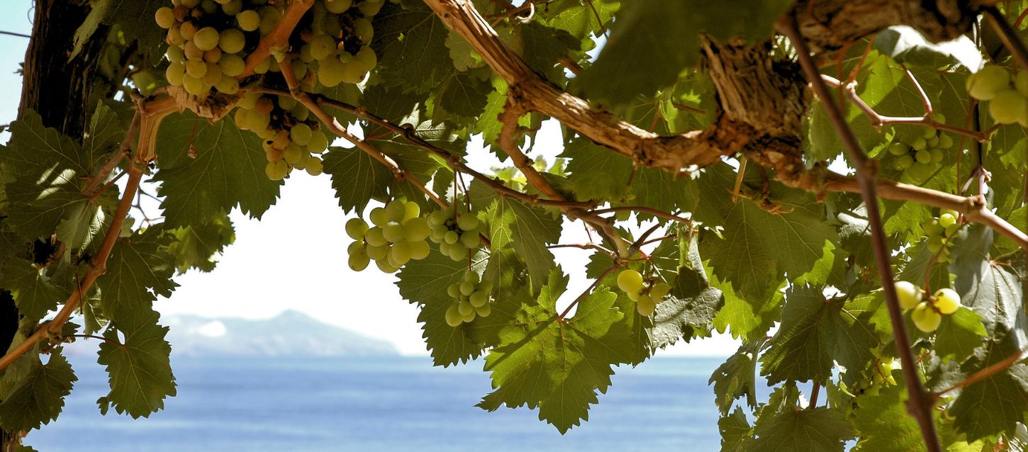 A close-up of green grapes and leaves on a vine, with a sparkling blue sea and a distant coastline visible in the sunlit background.