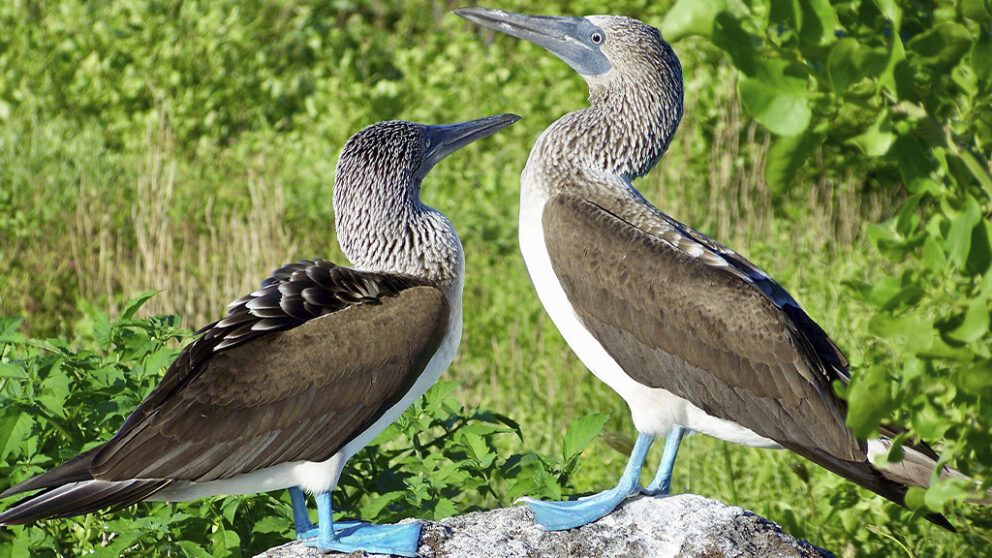 Two blue-footed boobies standing on a rock