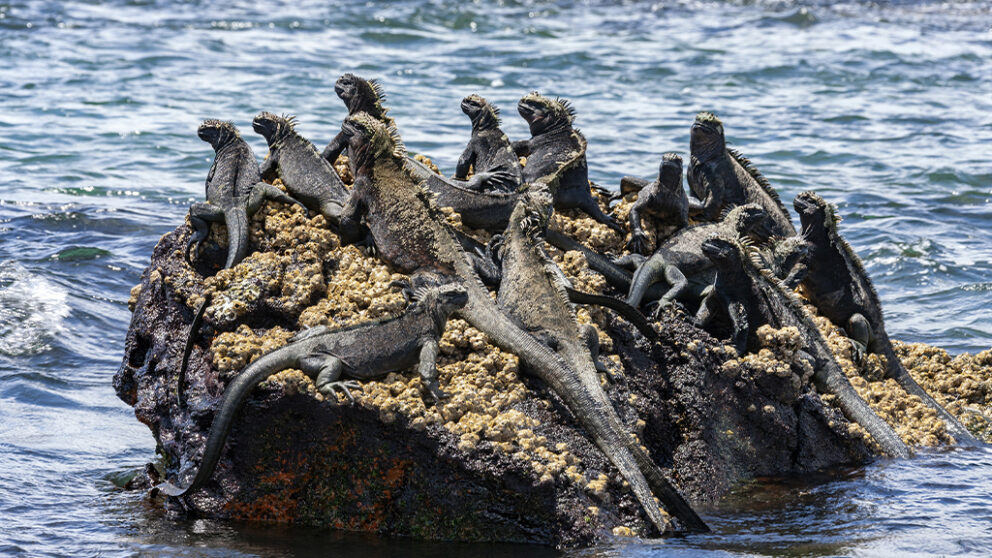 Marine iguanas resting on volcanic rocks