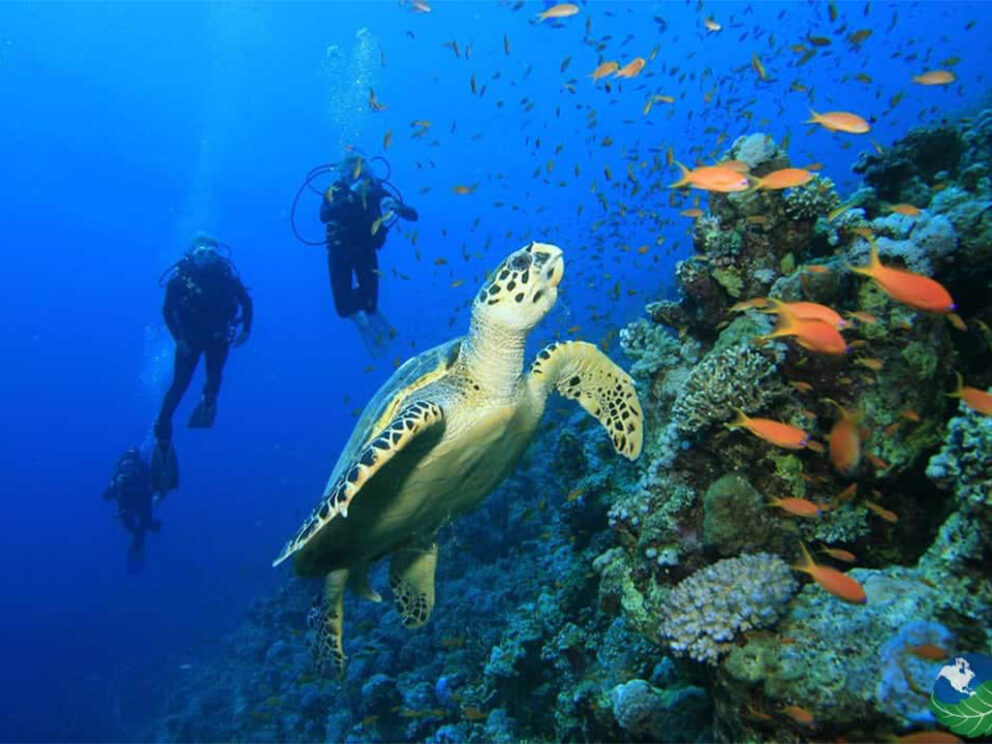 diving with turtles in isla del Caño in Costa Rica