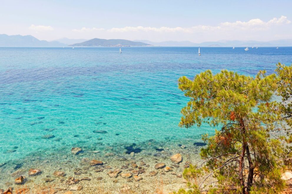 A clear blue sea with a rocky shore in the foreground, a pine tree on the right, and distant islands with sailboats.