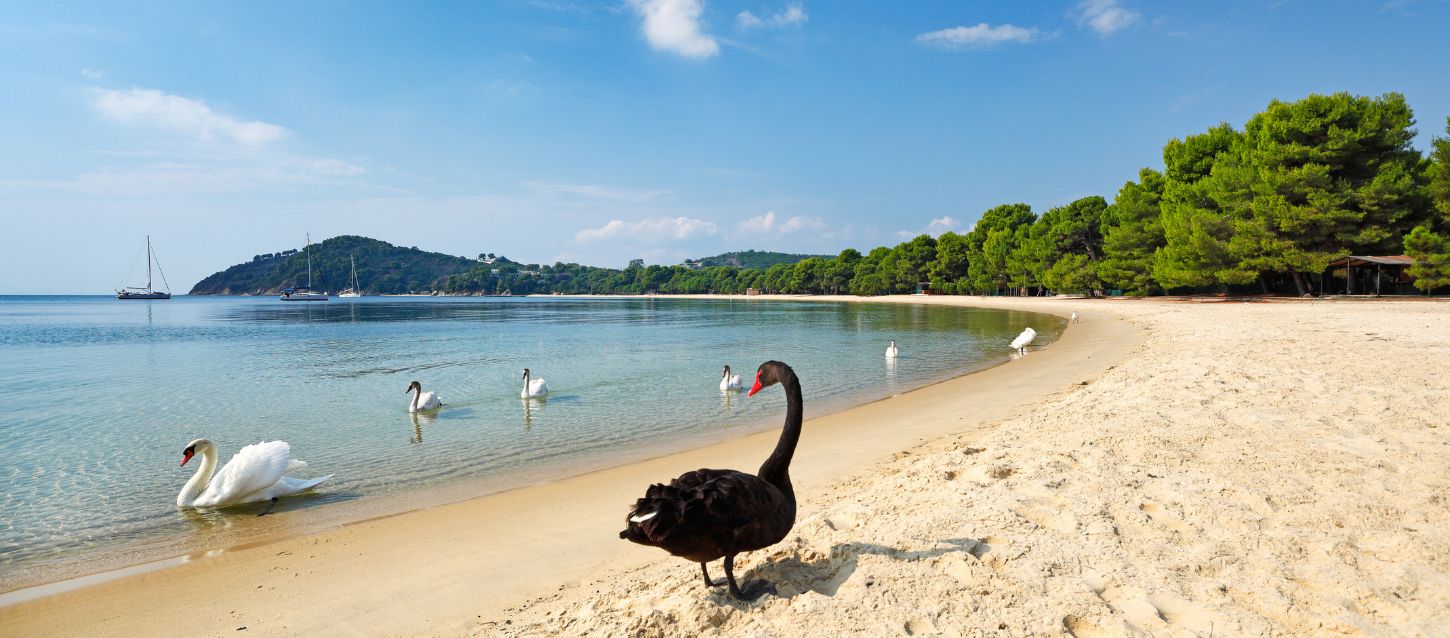 A picturesque view of Koukounaries Beach on a sunny day, featuring golden sand, crystal-clear turquoise water, and lush green pine trees lining the shore.
