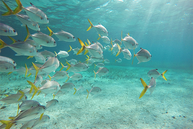 Underwater view of a school of tropical fish with yellow tails swimming in the clear blue waters of Hol Chan Marine Reserve near Ambergris Caye, Belize.