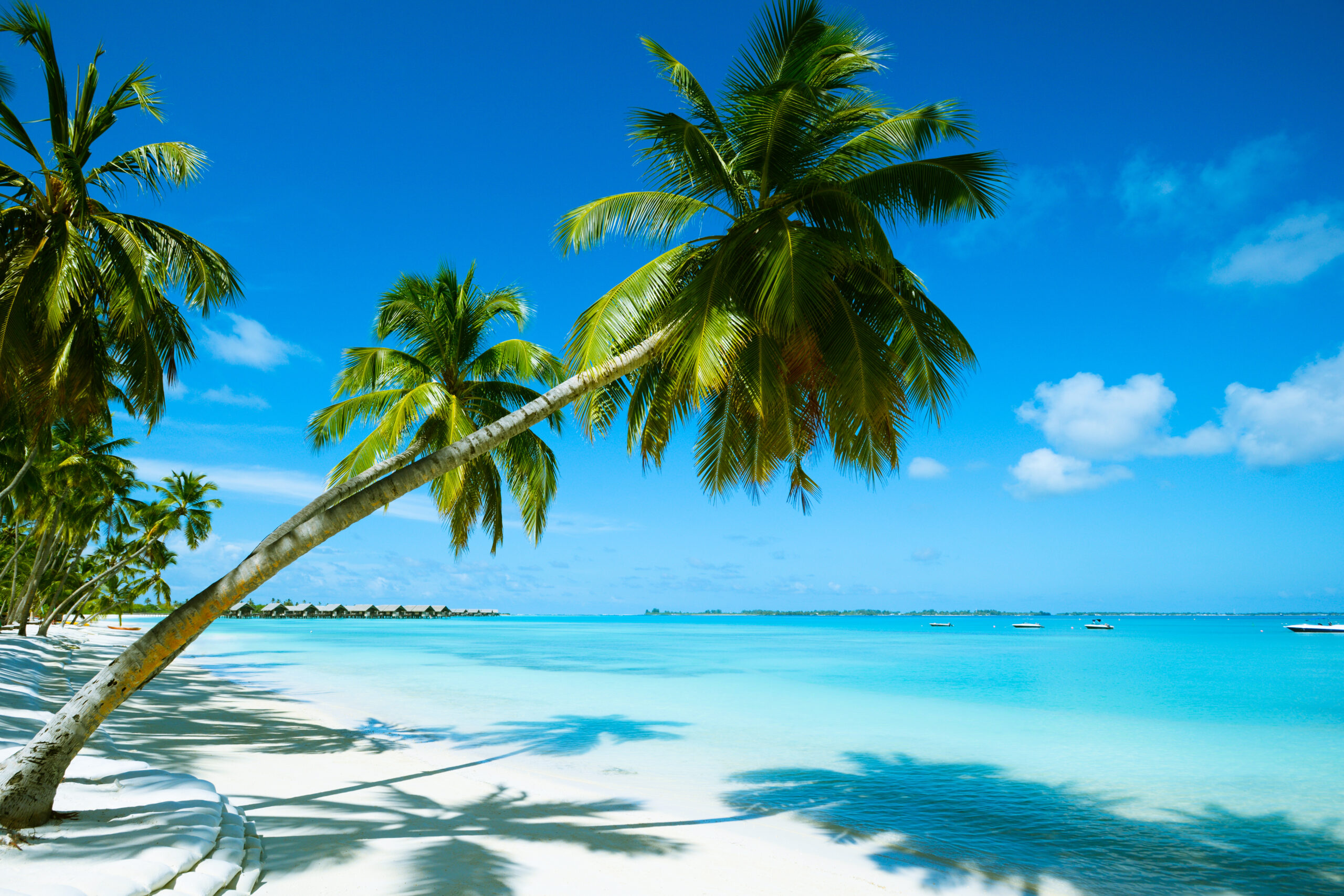 Caribbean beach with palm trees