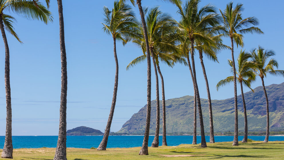 A row of tall palm trees on a grassy lawn next to a turquoise ocean. In the background, there are green mountains and a small island. The sky is clear and blue.
