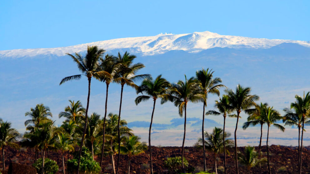 A photo of a line of palm trees in front of a snow-capped mountain, Mauna Kea, under a clear blue sky. The ground in the foreground is covered in dark volcanic rock.