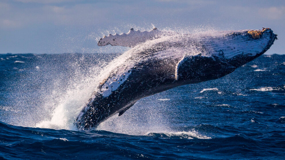 Humpback whale breaching out of the ocean, splashing water under a clear blue sky.