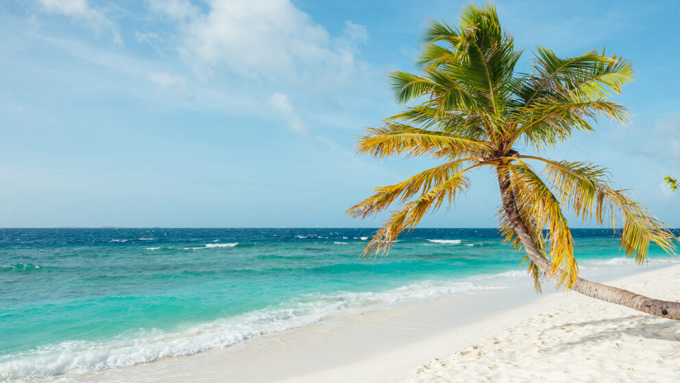 A tropical beach with white sand and turquoise ocean water under a blue sky. A large palm tree leans over the sand on the right side of the frame.