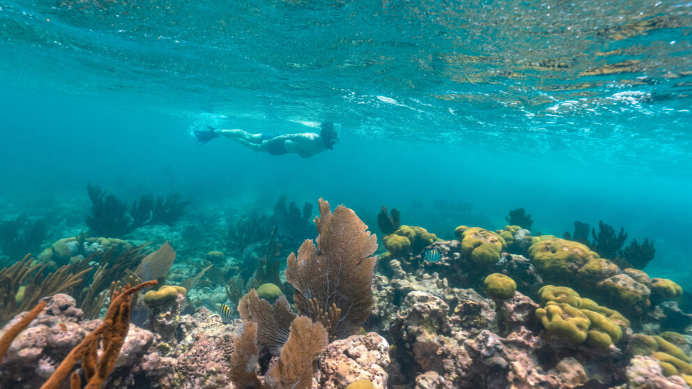 A person snorkeling over a vibrant coral reef in clear blue water.