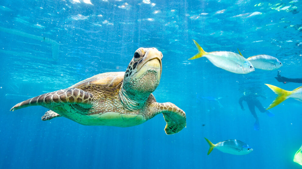 A green sea turtle swims underwater in blue water with several fish and a diver nearby.